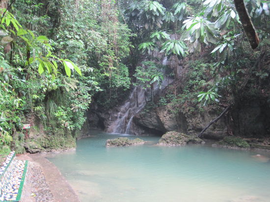 Welcome to the jungle