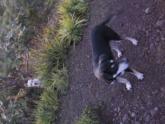 unsere treuen Begleiter bis zur Spitze