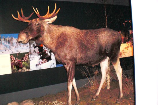 Dieser Elch ließ sich in Ruhe fotografieren