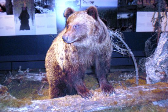 Ob ich mir bei einer Begegnung mit diesem Tier in freier Wildbahn auch Zeit für ein Foto genommen hätte?!