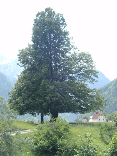 Interessanter Baum