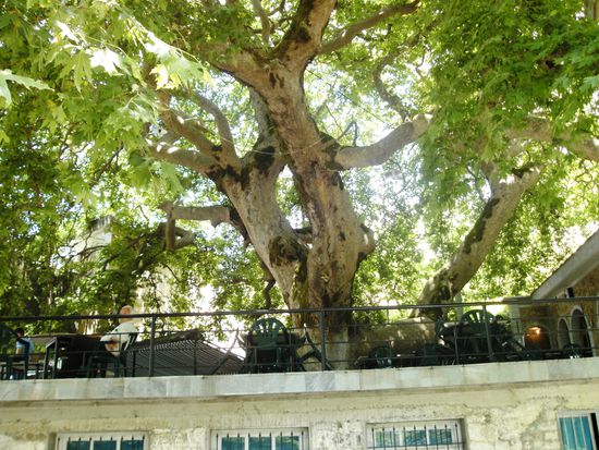 Platane von Libohove