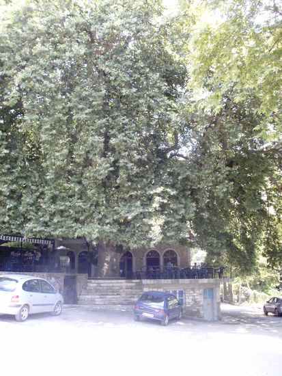 ...und noch einmal derselbe Baum