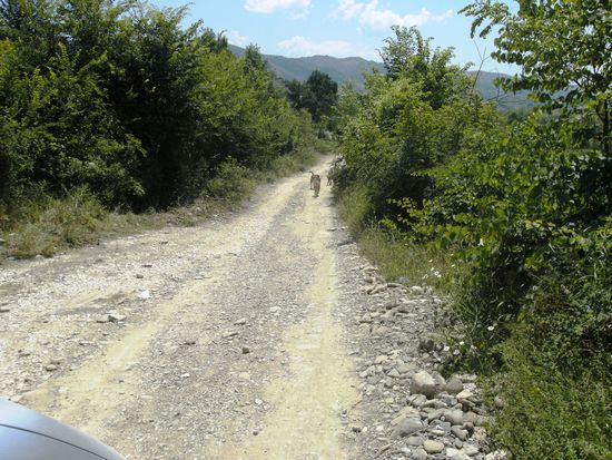 Piste mit frei laufenden Hunden im Hintergrund