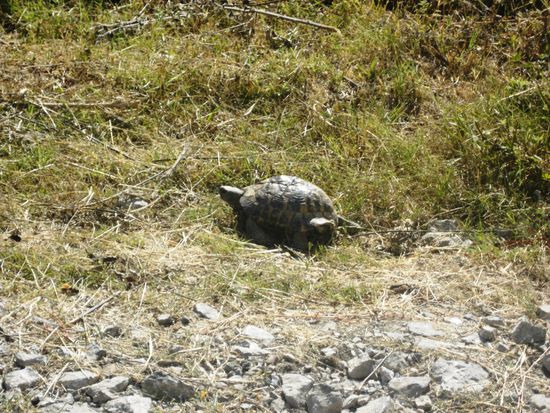 Schildkröte am Straßenrand