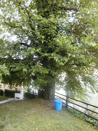 Der alte Maulbeerbaum, der der Pension ihren Namen gab - eine letzte Reminiszenz an den Süden...