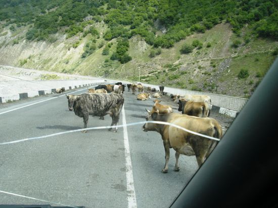 Unterwegs auf der Georgischen Heerstraße - auch auf dem asphaltierten Abschnitt im unteren Teil muss mit solchen Begegnungen gerechnet werden - hupen hilft nichts, die Tiere gehen erst langsam und unwillig zur Seite, wenn man wirklich sehr nahe an sie heranfährt...