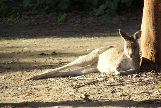 ...ein richtig faules Känguru...