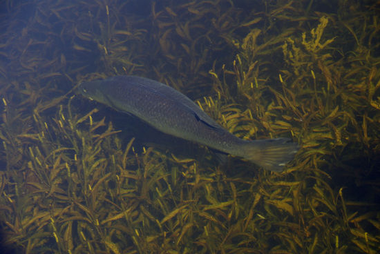 ... ein Barramundi...(Yam Yam). Sieht der nicht lecker aus. Schmeckt am besten frisch vom Grill...