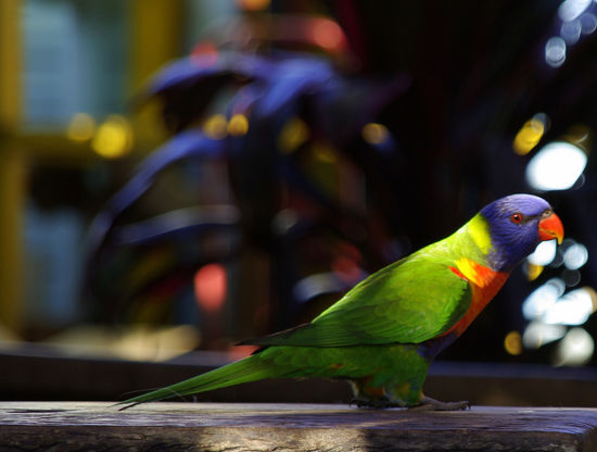 ...ein Frühstücksgast. Der, oder einer seiner Kollegen, kam morgens immer wieder...