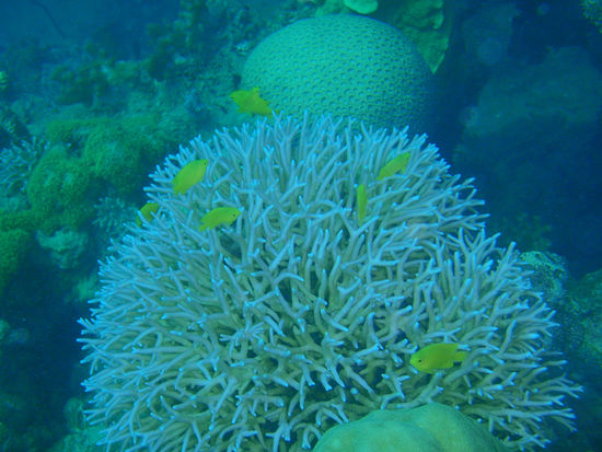 ....und nun ein paar Unterwasseransichten vom Great Barrier Reef...