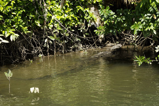 ...vor dem schon (Saltwasserkrokodil im Daintree River)...