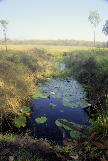 ....Billabong ohne (sichtbares) Krokodil. In jedem gibt es mindestens eins. Das hier hatte vor ca. 4 Wochen einen Aboriginal gefressen. Ob die Geschichte stimmt weiß ich natürlich nicht aber der Gedanke dran....???