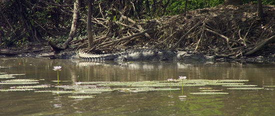 ...das hier ist aber daran unschuldig. Dieses Kroko war's nicht. Sieht aber auch nicht so aus als wollte es spielen...