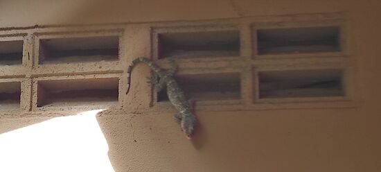 Dieser hatte es sich einen ganzen Tag an unserem Bungalow gemütlich gemacht