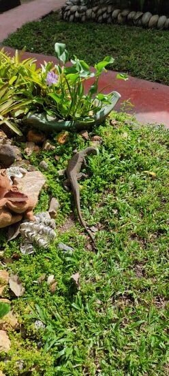 Dieser Waran lief auch durch die Anlage....