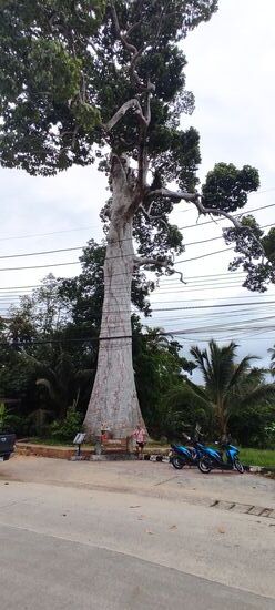 Man siehe das Verhältnis Mensch/Baum