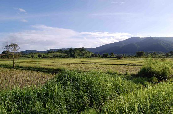 Reis, soweit das Auge reicht