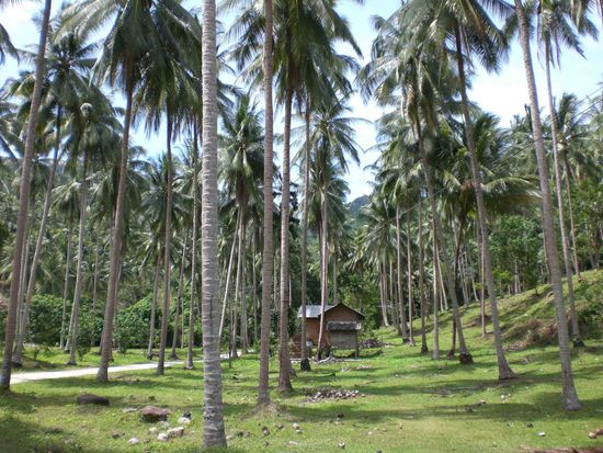 Khanom - auf dem Weg zum Wasserfall