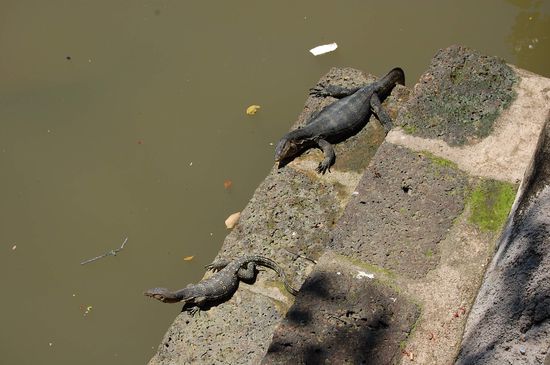 wilde Tiere gibt es hier auch...