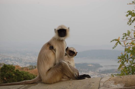 Am Monsun-Palace - eine ganze Scharr freilebender Affen