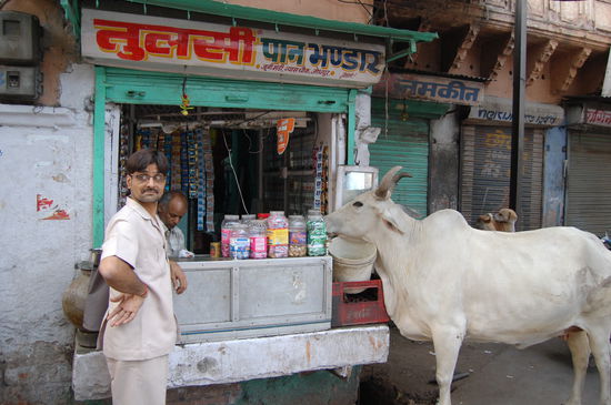 Wo will die Kuh nur hin???