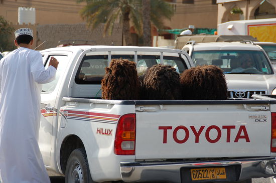 Ankunft der Tiere am Markt