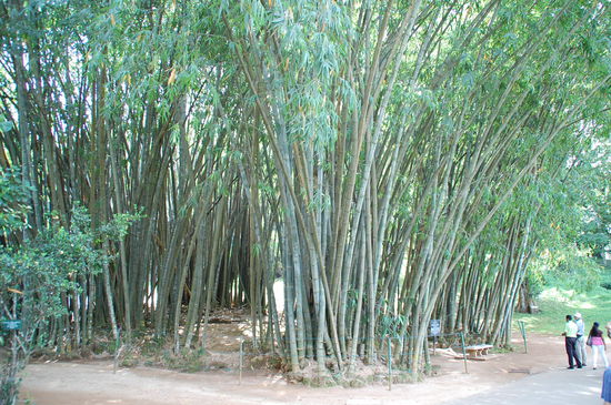 Man beachte hier mal wieder die Größe der Menschen, um die wahre Größe des Bambus' zu sehen.