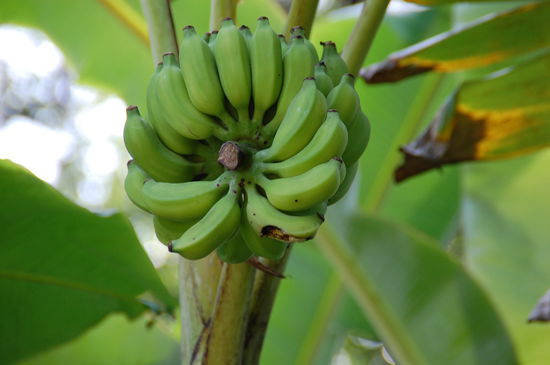 Hab ich die Bananen erwähnt???
