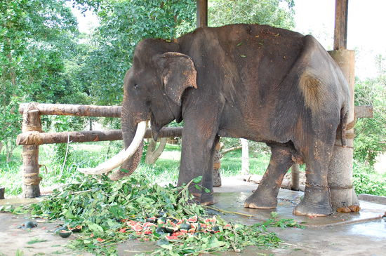 er tut einem schon leid