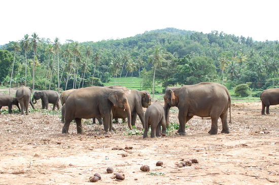 übrigens, aus dem Elefantschiet (s.vorne) macht man hier Papier, kannste kaufen. Ich wollte es ja selbst zu Hause ausprobieren, durfte aber nichts vom "Rohmaterial" mitnehmen