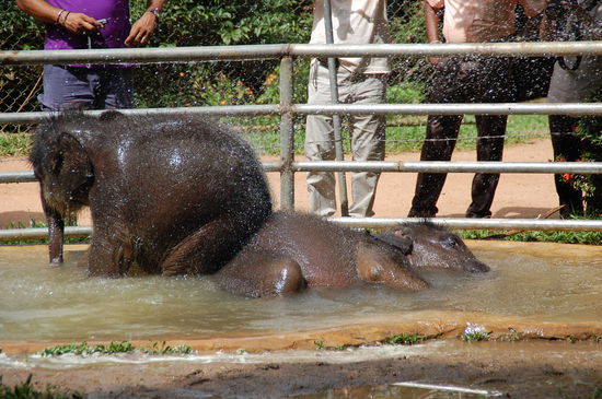 Er will doch nur spielen....