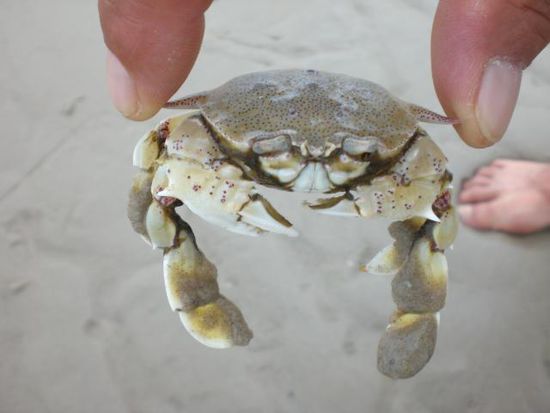 Hier gibt es jede Menge kleine und große Krebse am Strand.