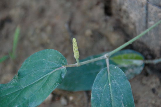 Das ist der Langpfeffer