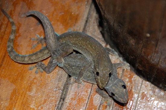 Werden so kleine Gecko's gemacht ????