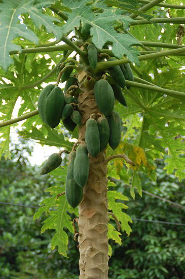 Papaya's