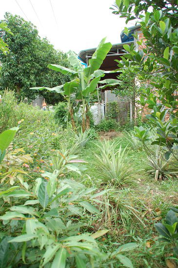 Wer findet die Ananaspflanze?