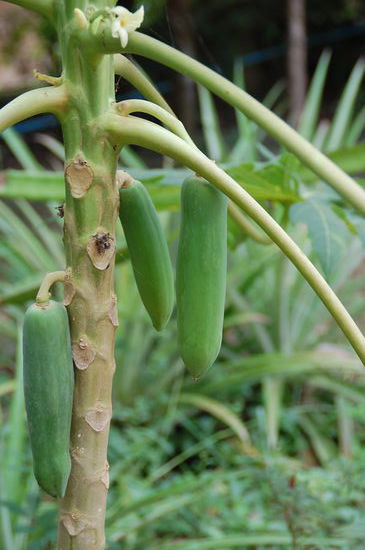 noch ganz junge Papaya's