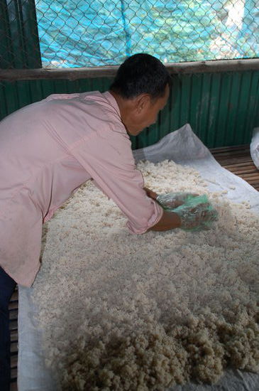 Der Reis ist zum Trocknen ausgelegt