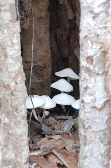 Pilze im hohlen Baumstamm