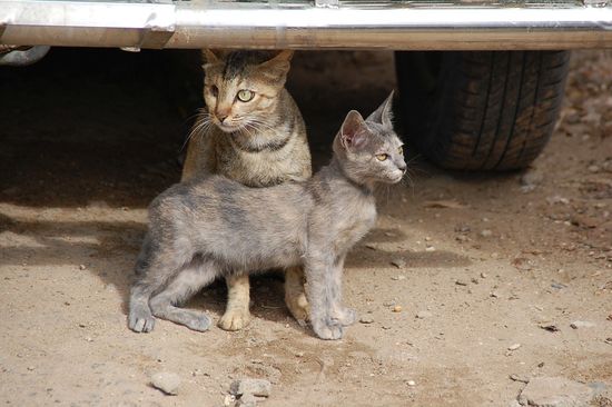 Die grössere hatte nur noch ein Auge....