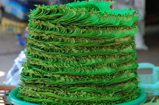 In diese Blätter werden die Bethelnüsse, die hier von vielen gekaut werden, eingewickelt. Die Blätter werden einzeln geschichtet....