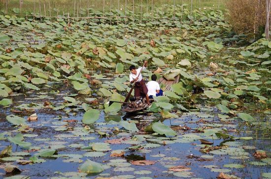 Hier wird der Lotus geerntet