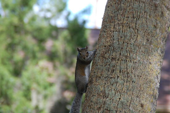 Hier gibt es überall Eichhörnchen