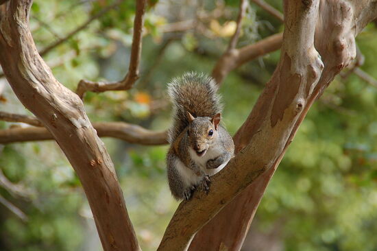 Überall Eichhörnchen, lassen sich auch nicht wirklich stören
