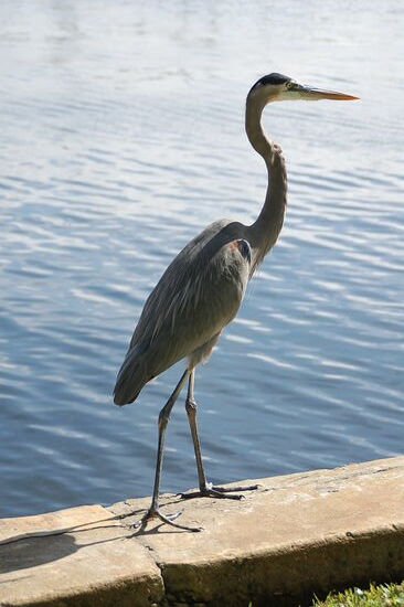 Auch der ließ sich nicht stören