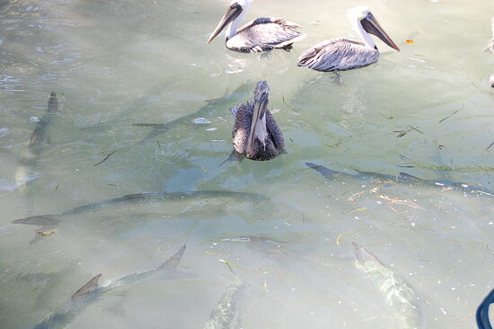 Und die Tarpune auch