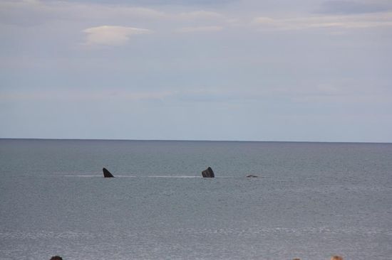 Walflossen vom Strand