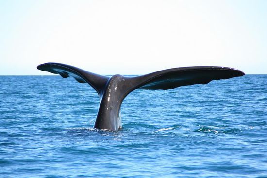 das Bild jeder Postkarte, live