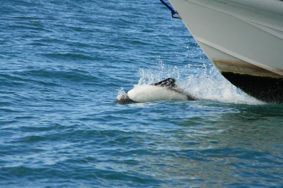 Reiten auf der Bugwelle